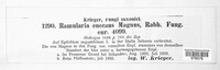 Ramularia enecans image